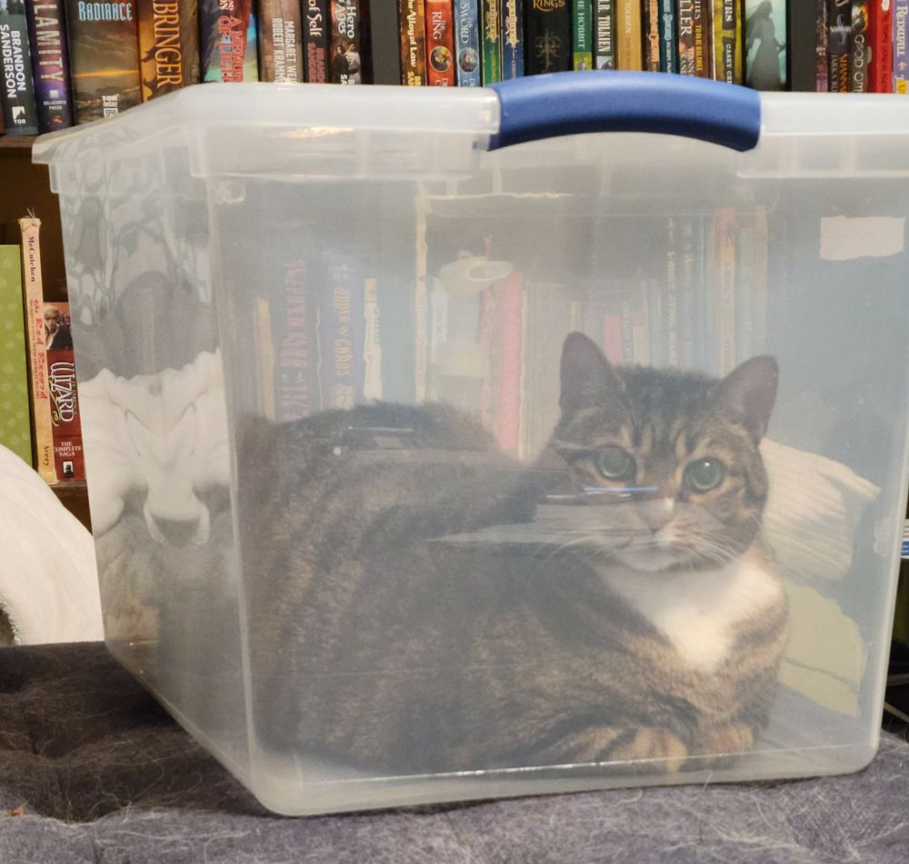 A large brown tabby lays in a clear plastic container with the lid on, for a breathing treatment. Behind the container is a wall of books. The container is sitting on a blue couch with white fur on it.  The cat's eyes are open wide and she stares at the camera. She is in a loaf position with her front paws tucked under her. The container is cloudy inside from the sterile saline breathing treatment.