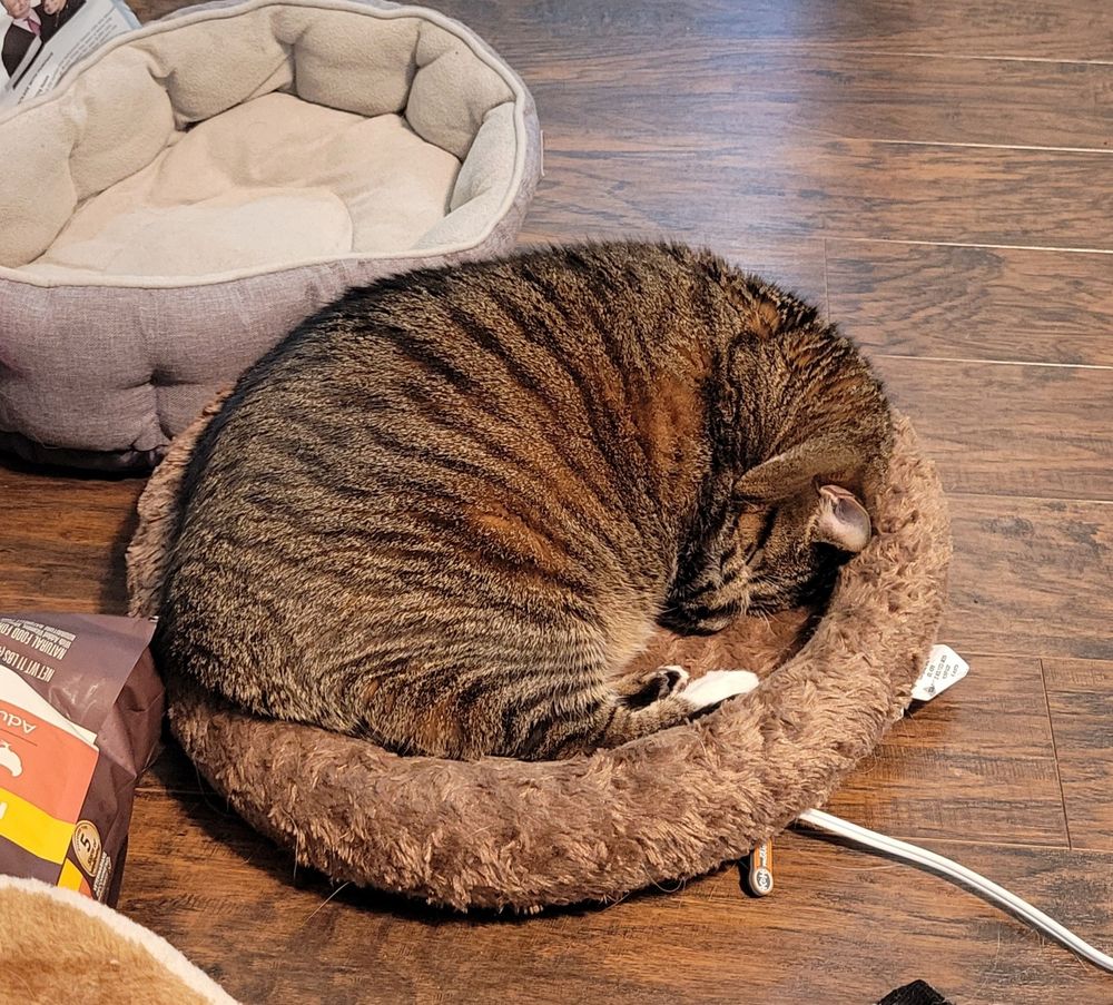 A 20lb tabby cat lays in a circular heated bed. Her face is tucked under her front paw.