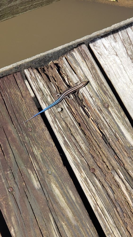 Blue-tailed skink on a bridge. Does anyone actually read these?