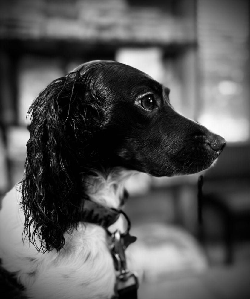 A black and white picture of a brittany in profile. She is looking to your right. The fur on her ears falls like a springtime cascade, and her eyes are deep and kind. Her nose shines softly. The background is blurred, because the spaniel is all that matters.