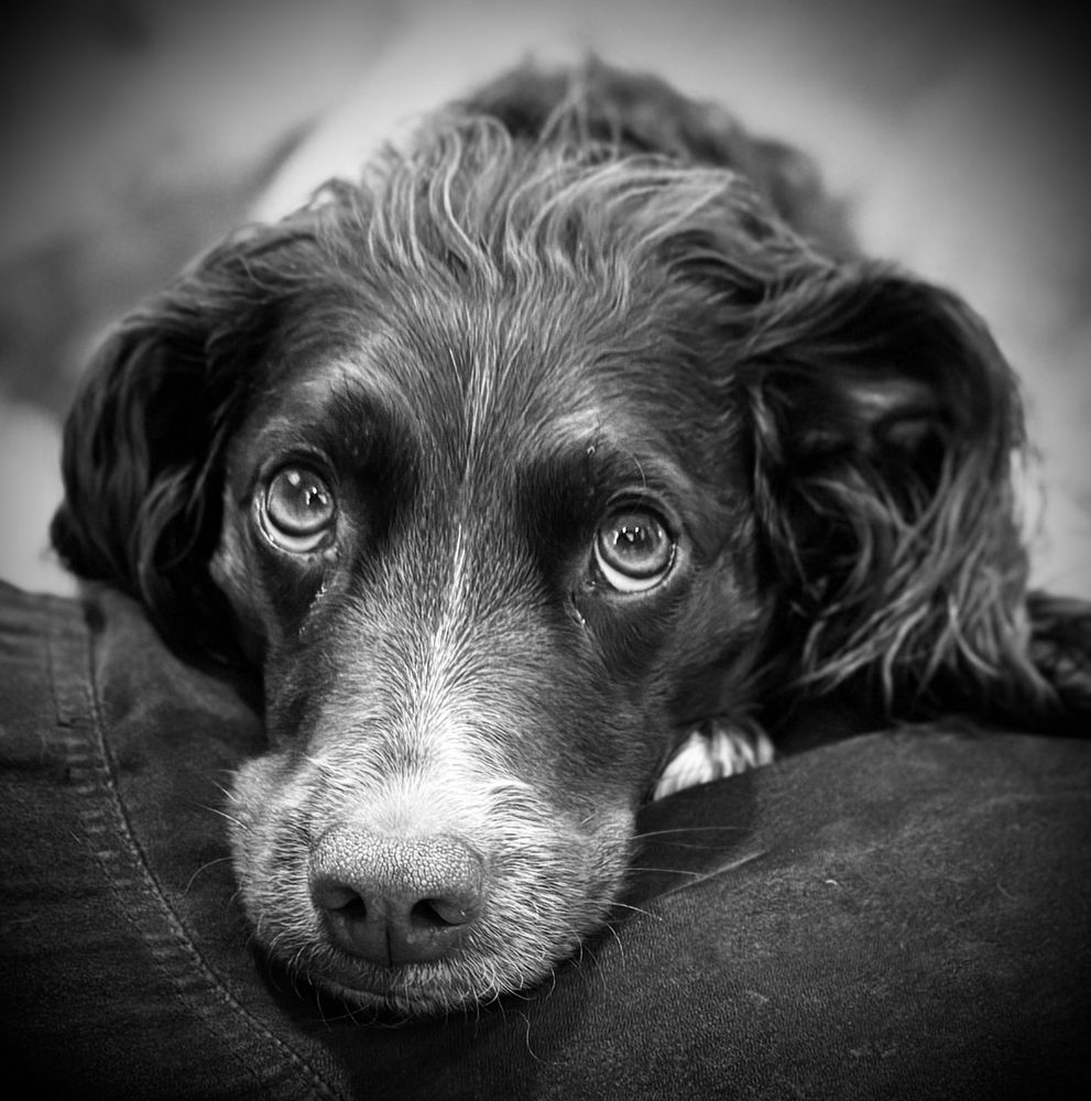 Black and white picture of a britany spaniel with dark and white fur. In real life, she's colored liver (brown) and white. She's looking at the camera from over the edge of a large bean bag chair. Her eyes are glancing up at you, and her nose looks very kissable. That's not false advertising; it is kissable indeed. Her right ear is down, but her left one is raised a bit. Her expression is one of vague and undefined hope.