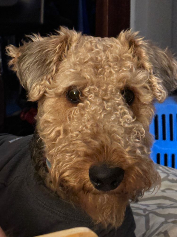 🐕🐩🦮🐕‍🦺