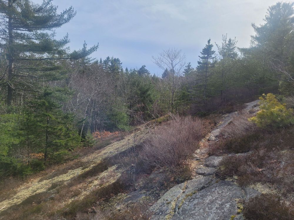 Rock barren outcrop surrounded by trees