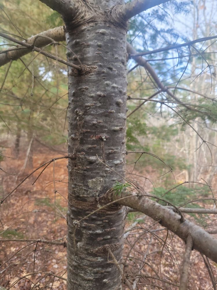 Balsam Fir trunk with characteristic sap blisters 