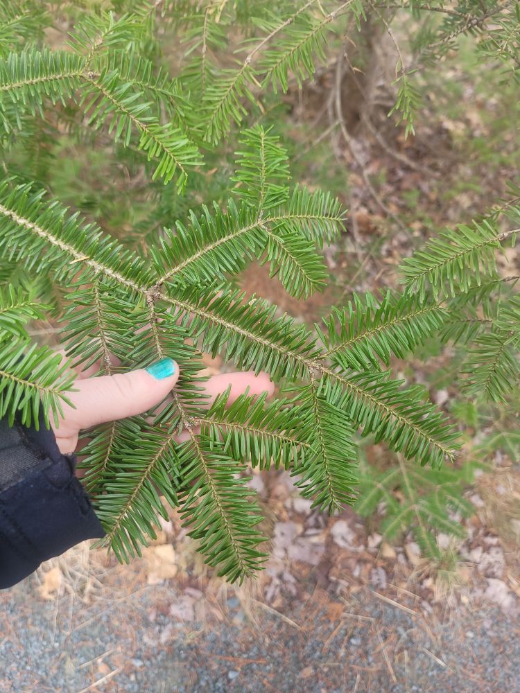 Balsam Fir needles