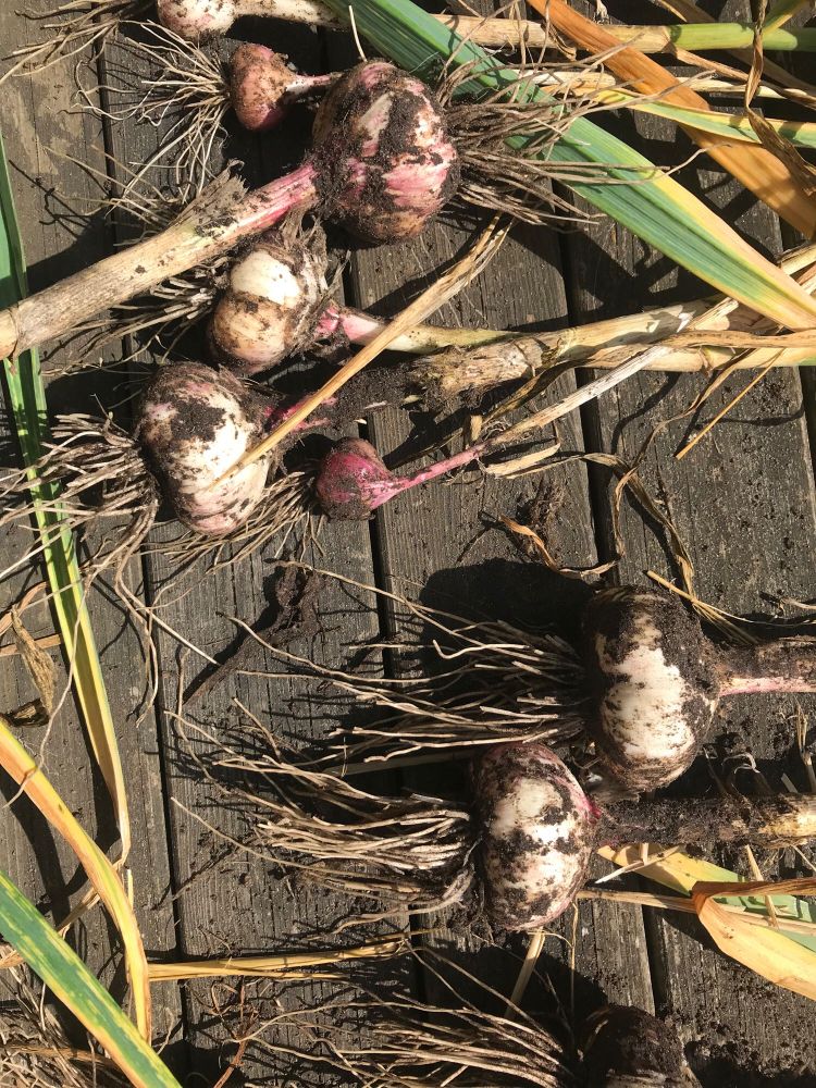 8 Knoblauchknollen mit Stängel in der Sonne.