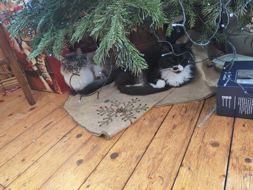 Siamese mix cat and tuxedo cat sitting under a Christmas tree