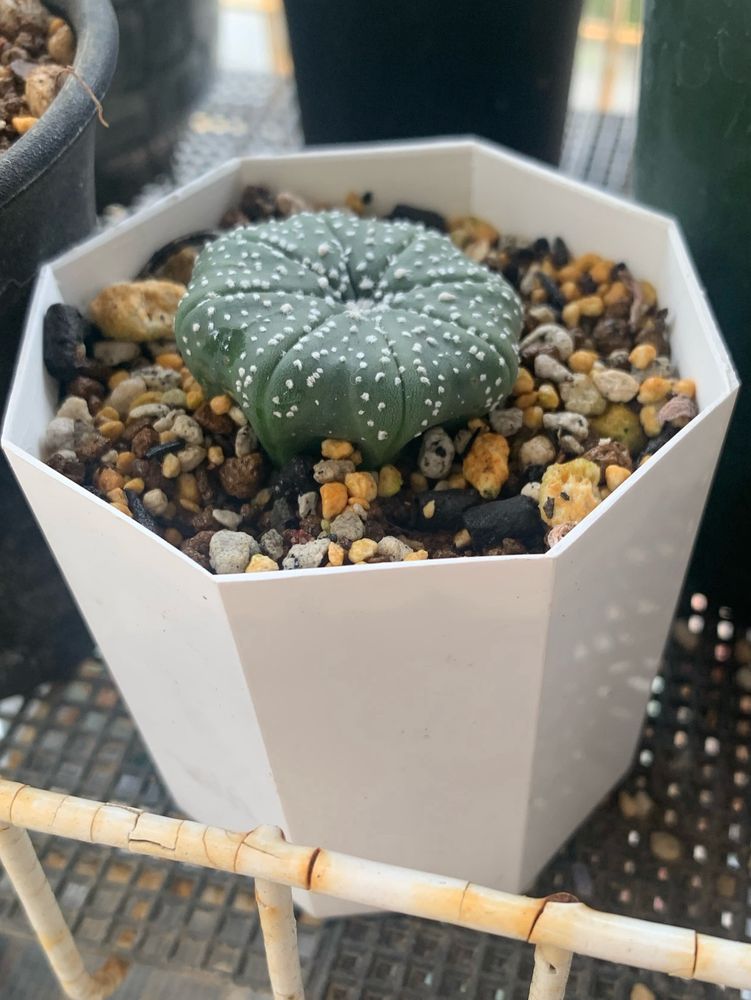 ひらったいんだ