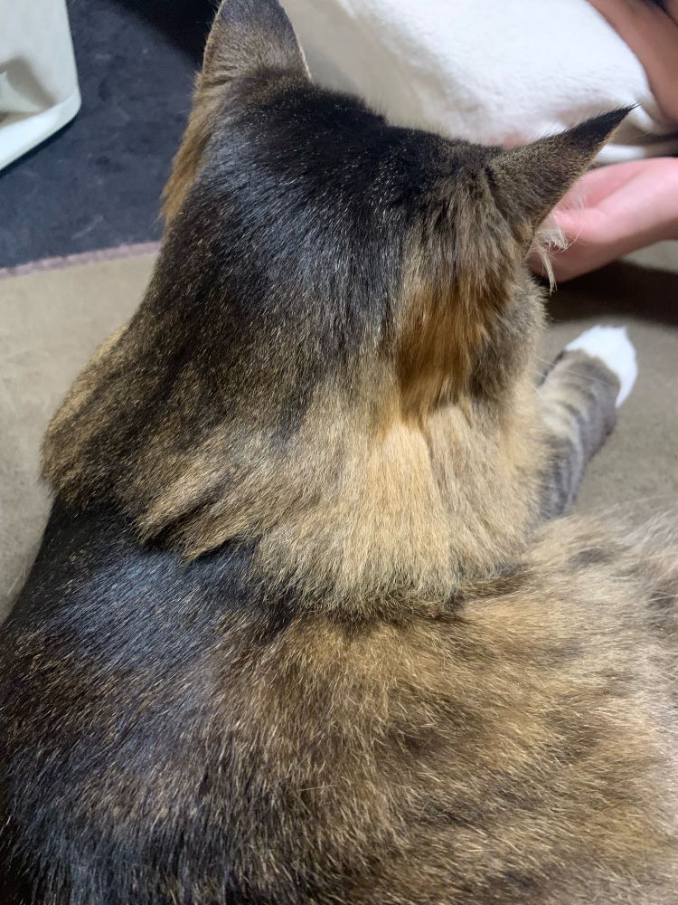 夏毛に変わってフワフワの細い毛を撫でつけた後ろ姿笑