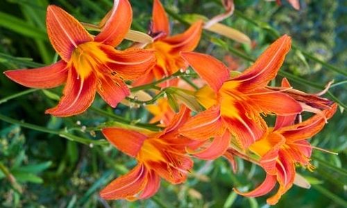 Daylily - Linril 