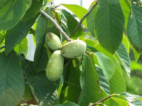 Small green paw paw fruits under large green leaves on the tree