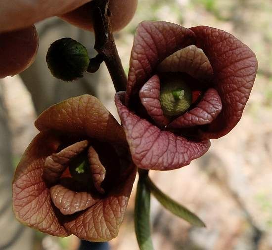 Brown-purple paw paw flowers