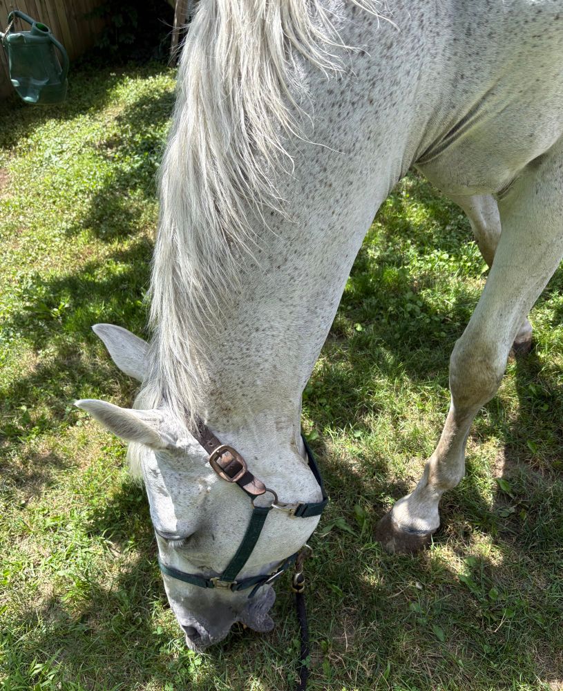 flea-bitten grey horse in a green halter voraciously chomps at grass 