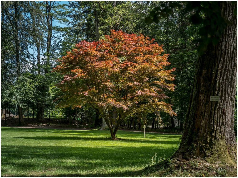 Am rechten Rand bildet ein großer Baumstamm den Rahmen des Bildes. Der Blick fällt auf eine mit Gras bewachsene Lichtung, in deren Mitte ein Ahornbaum steht. Dieser hebt sich mit seinen roten Blättern vom Grün des restlichen Bildes ab.