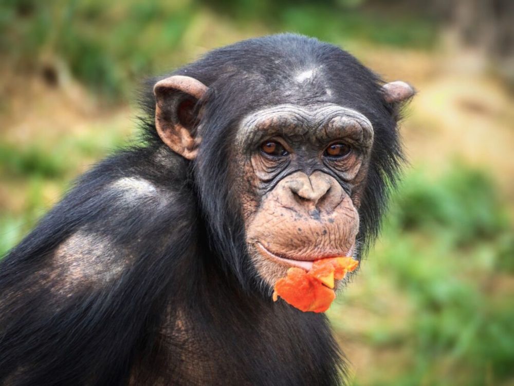 Great Ape Facts: Chimpanzee