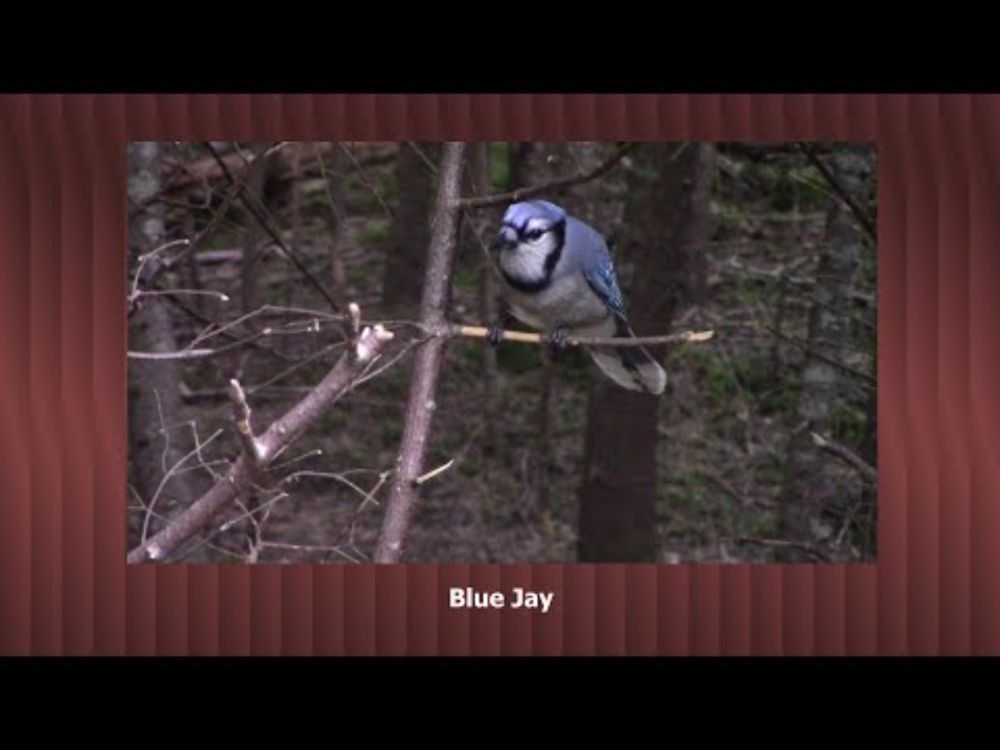 Blue Jay-Cyanocitta cristata