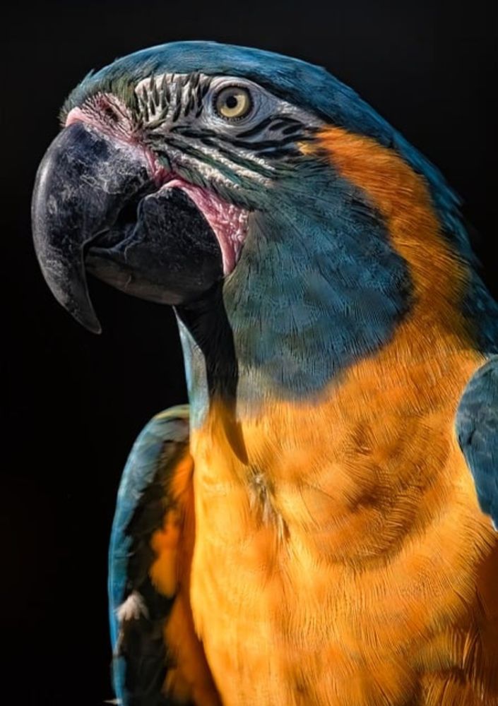 The Blue-Throated Macaw: A Glimpse Into A Rare Jewel Of The Tropics