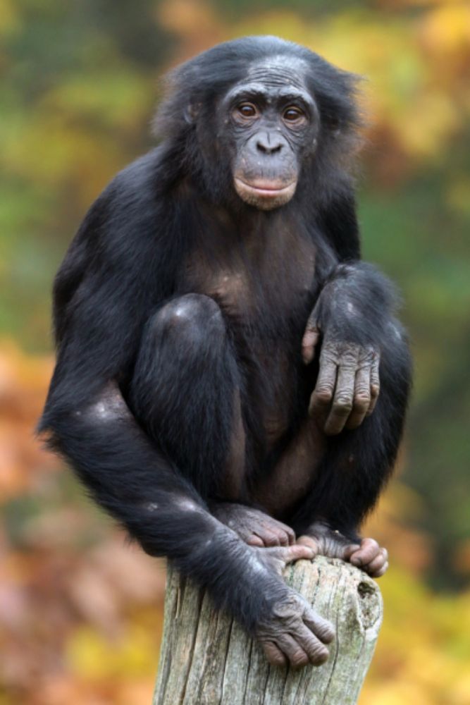 Great Ape Facts: Bonobo