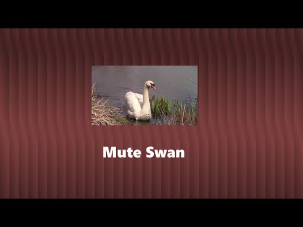 Mute Swan-Cygnus olor