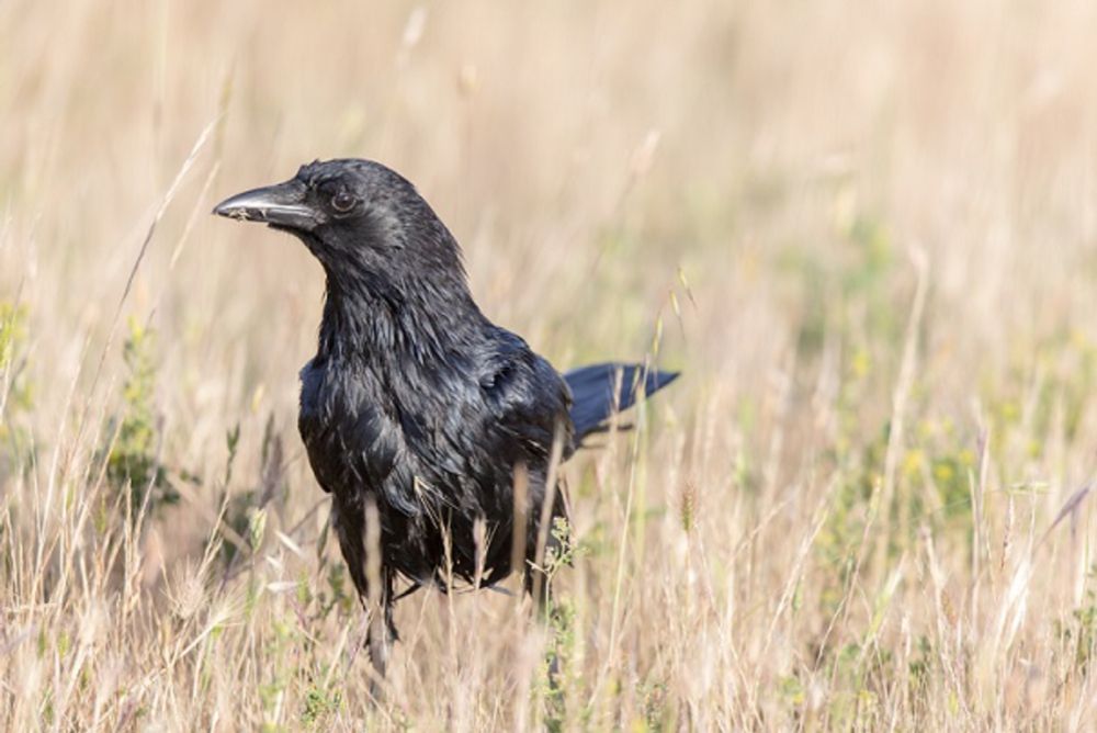 Corvidae Family