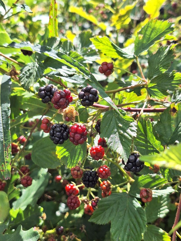 Blackberry in different phases, some red and some in red colour.
