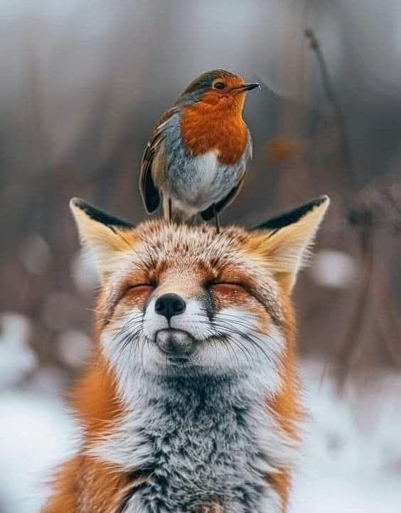 Ein Vogel sitzt auf dem Kopf eines Fuchses, der Fuchs hat die Augen geschlossen.