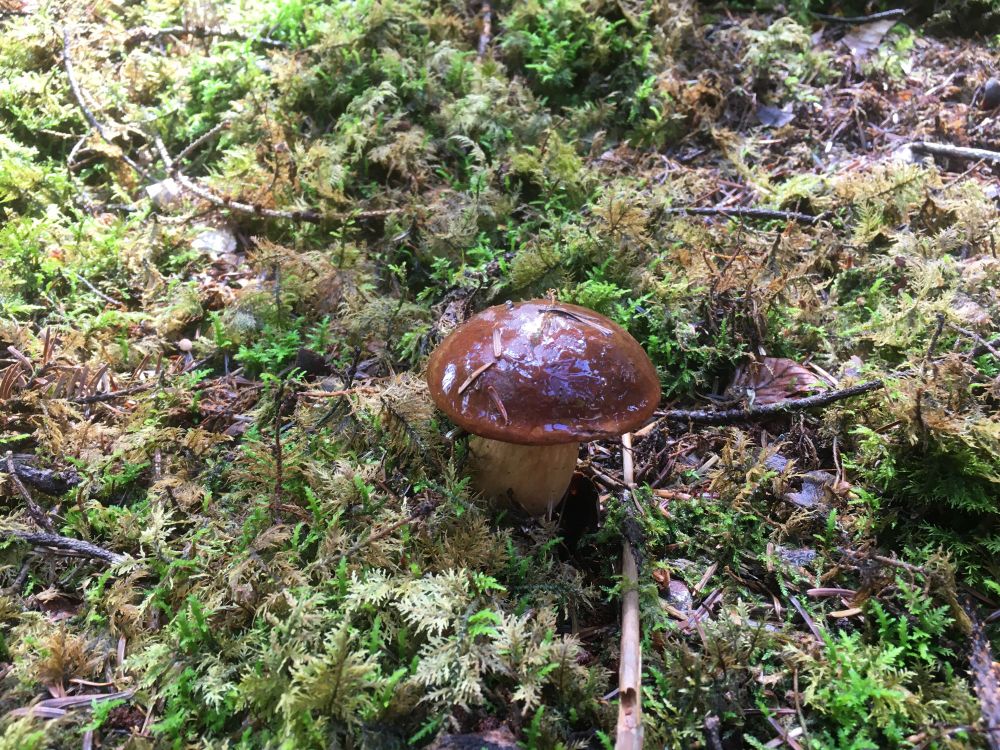 Ein Pilz guckt aus dem Moos hervor