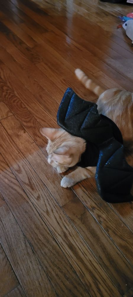 Orange cat in bat wing costume 