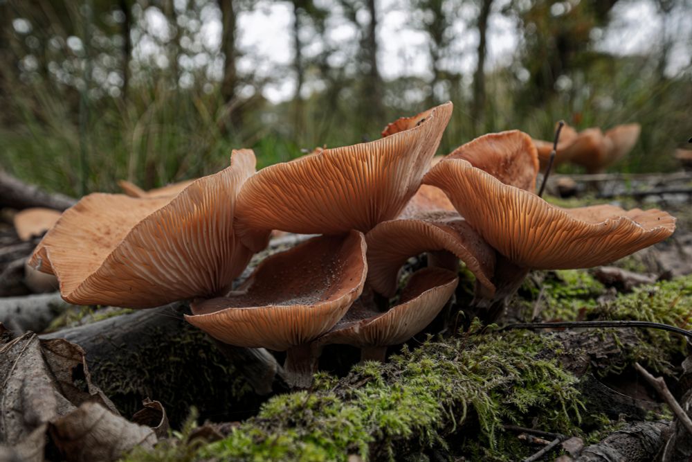 Fungi growing on dead wood at RHS Bridgewater in Salford. Photo taken from a low angle.