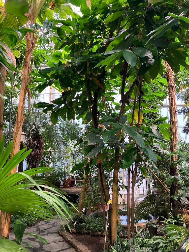 Palmu ja muita puita, pieni suihkulähde allas