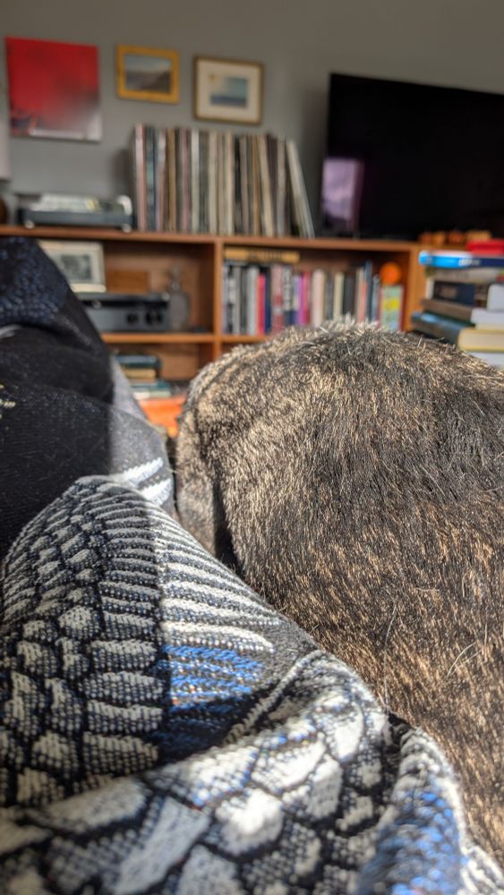 A frankly difficult to parse shot, originally meant for GH's father via text:
GHs long body is resting against Eliza's leg, which is covered in a blanket. Eliza has kindly let GH have nearly all the sunbeam falling into in the area, as his body is illuminated while her blanket has a scant sliver of sun and is mostly in shadow.
In the background a tv, some records, and books are seen. Please don't spend too long studying the spines it's likely embarrassing for GH (he doesn't read and there isn't a crease in sight).