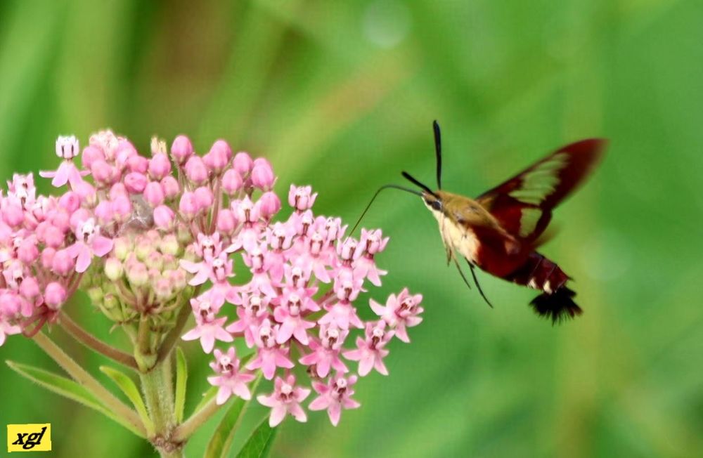 A hummingbird moth feeding from a flower.