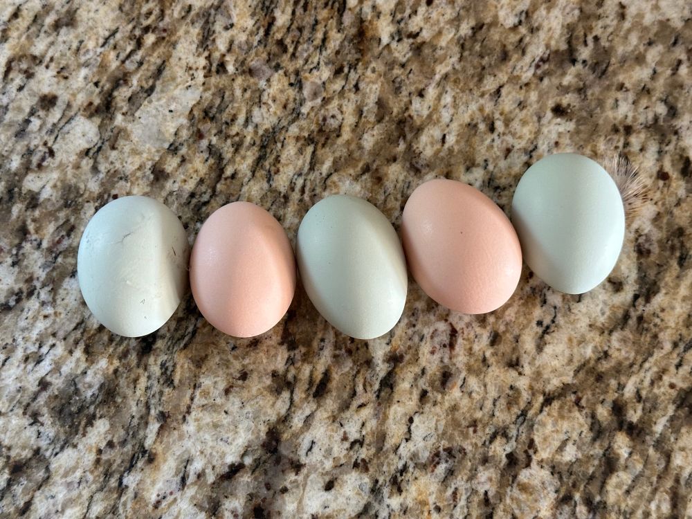 Five pink and blue chicken eggs on a piece of granite