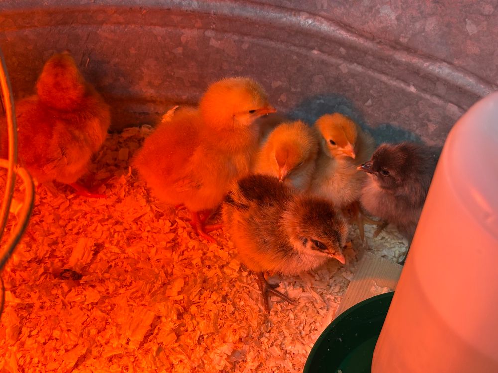 Six fluffy chicks are grouped inside a metal washtub under a red heat lamp. There are wood shavings on the floor and a waterer is in the foreground. 