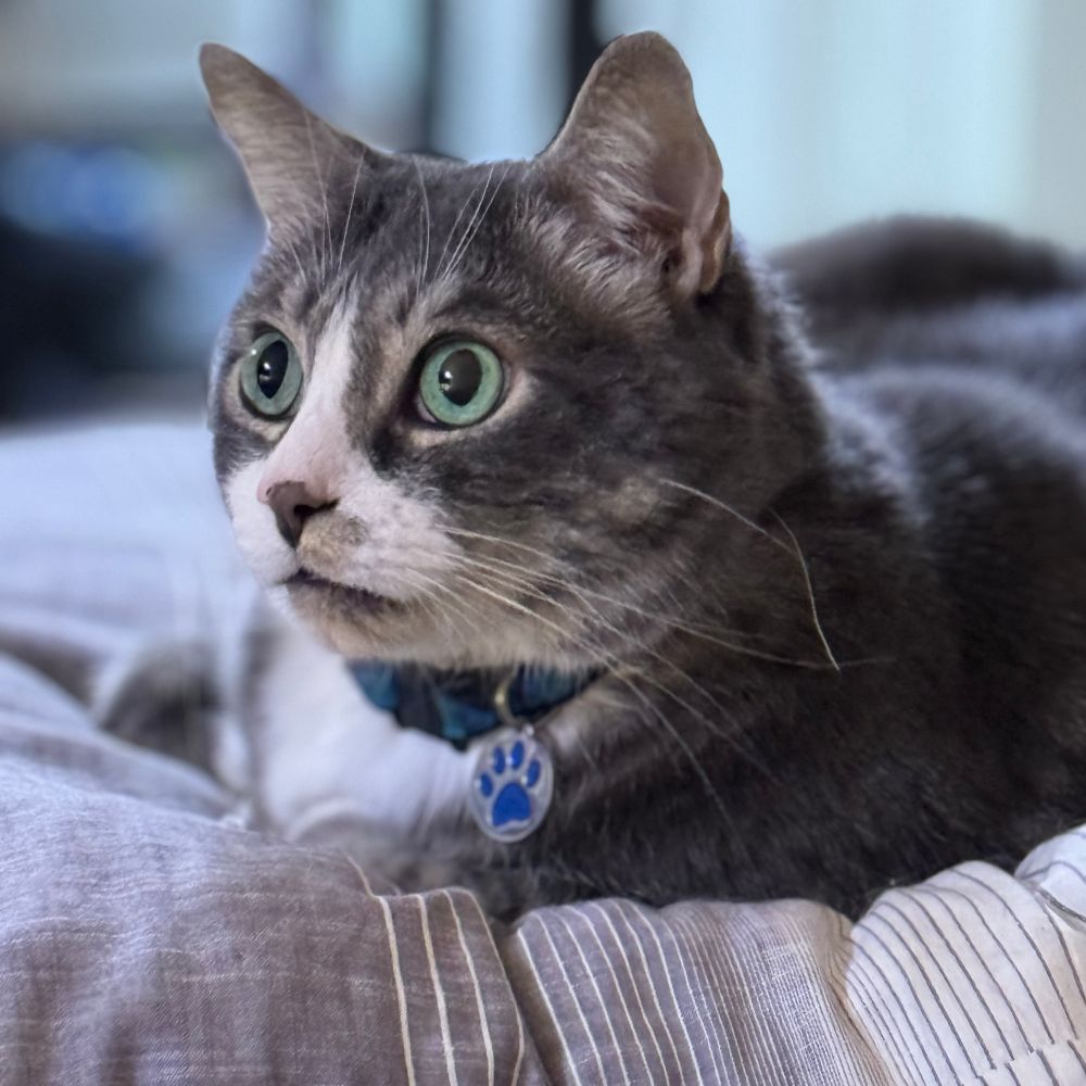 Bartlett the cat, a grey tabby with white mittens on his paws who’s the best cat