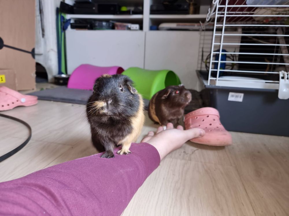 Mes 2 cochons d'inde