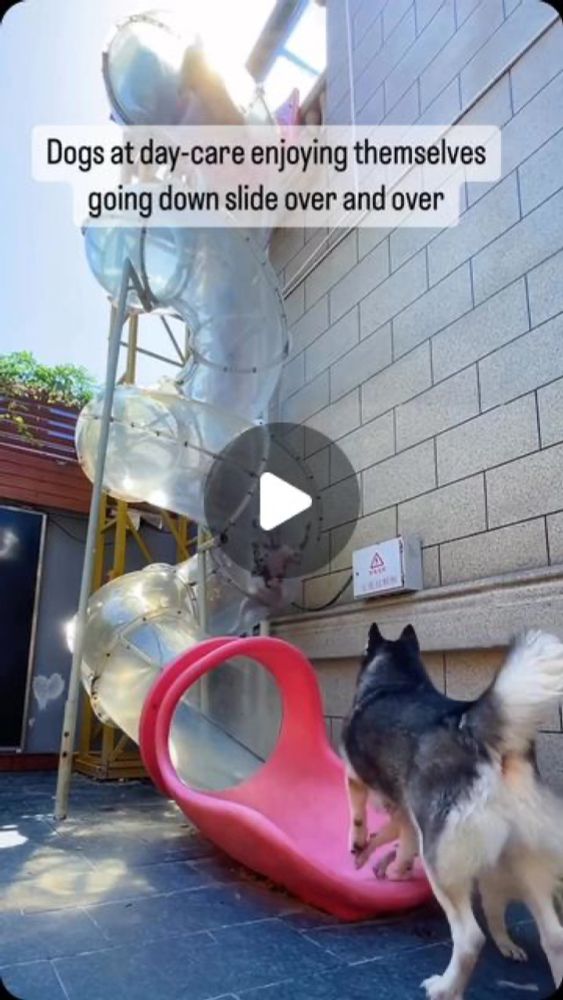 Ted on Instagram: "I love how the dogs on the bottom also enjoy watching them come down. So adorable"