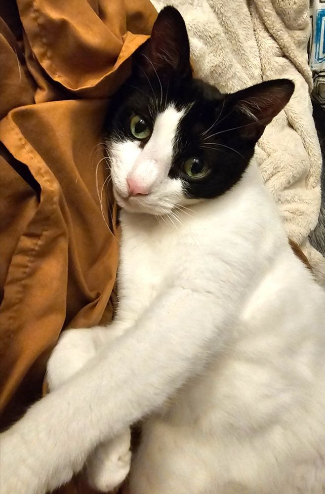 Black and white cat lays on fluffy blankets, gazing at the camera with green eyes.