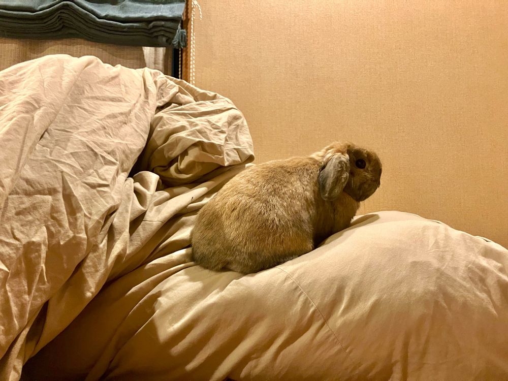 布団登りを嗜むうさぎ