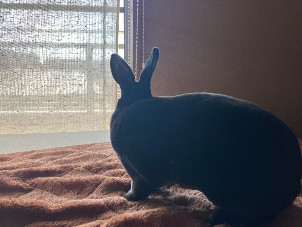 窓を見つめる黒うさぎ