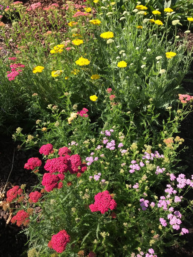 Rølliker i flere farver