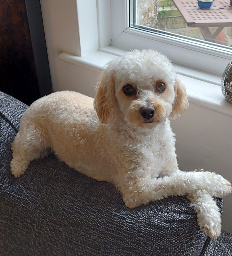 A little cream dog sits on  a chair, front legs crossed, looking happy.