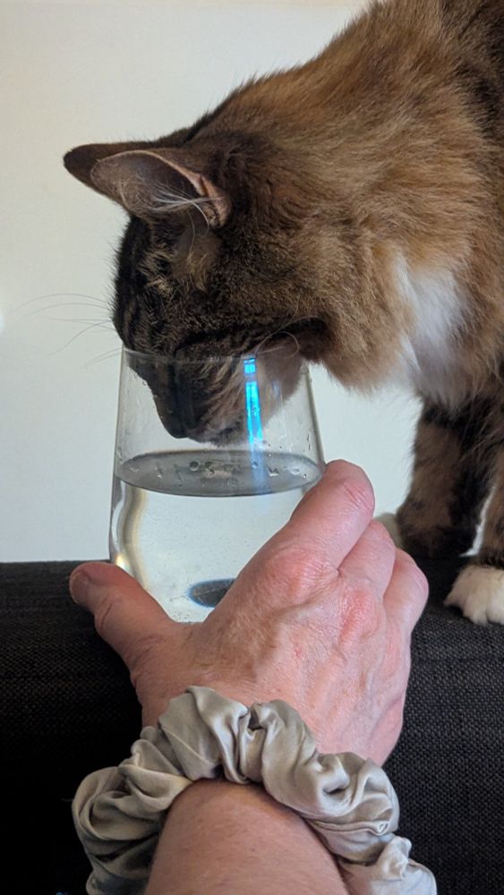 A tiny floof rams her face into a far too narrow glass to drink someone else's water, despite having her own glass no more than two feet away.