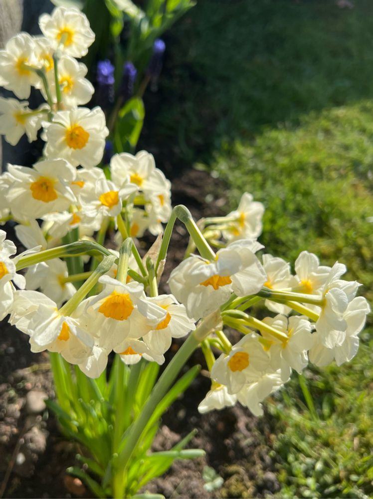 Pale yellow daffodils with multiple flowers per stem.