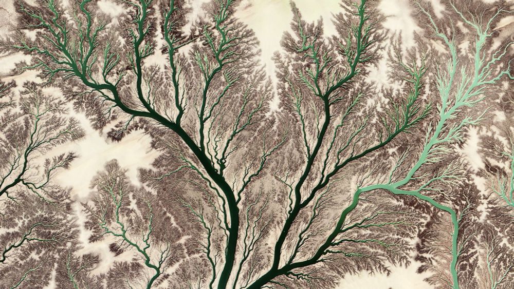 A satellite picture resembling an intricate network of tree roots or blood vessels, showing a vast, branching river system. The rivers appear as dark green lines that fan out across a beige and brown terrain, highlighting erosion patterns and natural drainage channels.