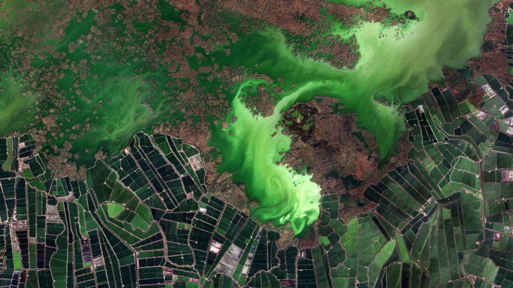 a satellite view of fish farms on the coast, forming a stained-glass pattern of deep green on the bottom of the image the top of the frame is vibrant green water swirling around