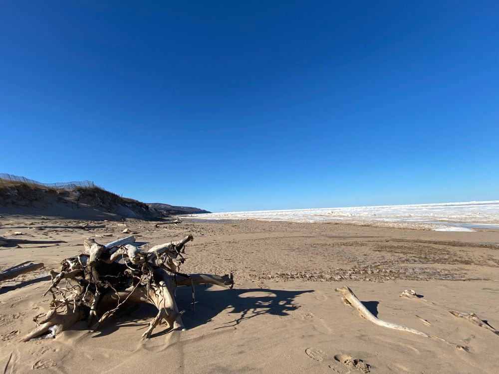 Sandy beach and deep blue sky. Sand dunes on the left. Sea ice on the right. Driftwood in the foreground 
