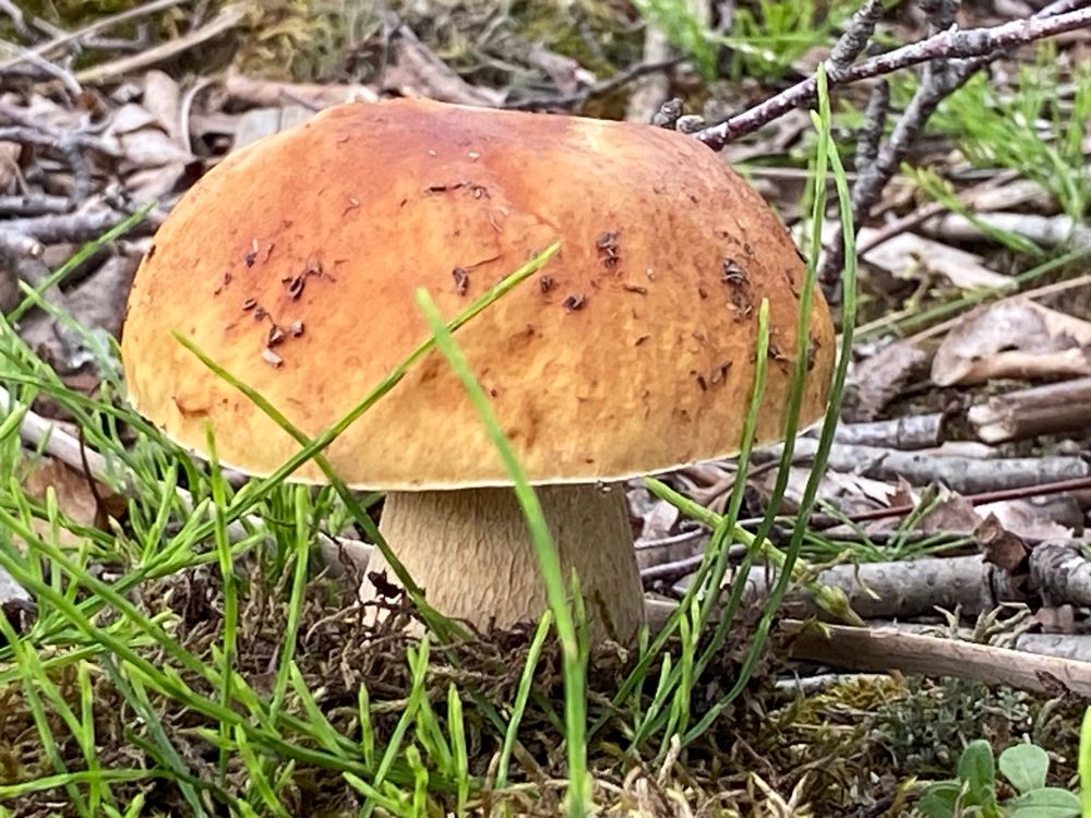 Fat mushroom with orange cap sitting among some grass and sticks