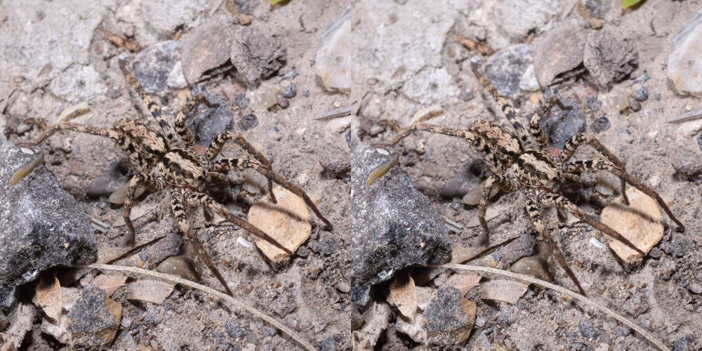 Stereo macro photography of a Wandering Spider.