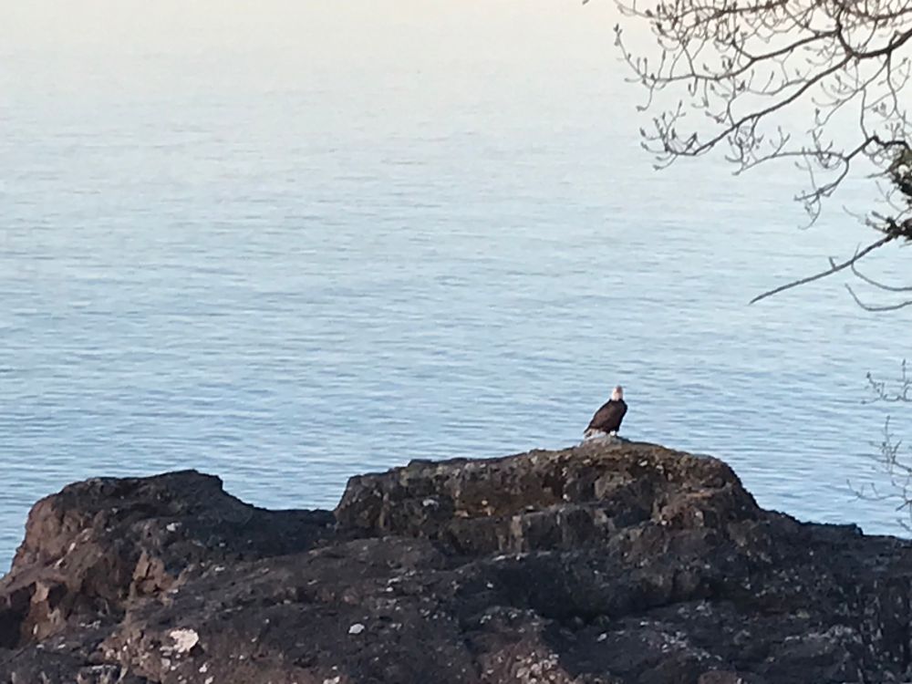 Bald eagle on a rock near Lake Superior 